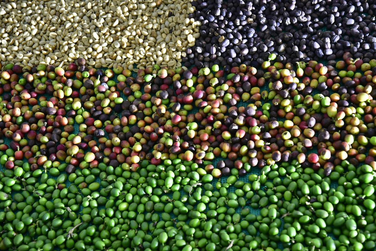 Coffee bean displayed inside the Western Ghat Coffee Museum during the 5th World Coffee Conference 2023 in Bengaluru. Coffee bean displayed inside the Western Ghat Coffee Museum during the 5th World Coffee Conference 2023 in Bengaluru.