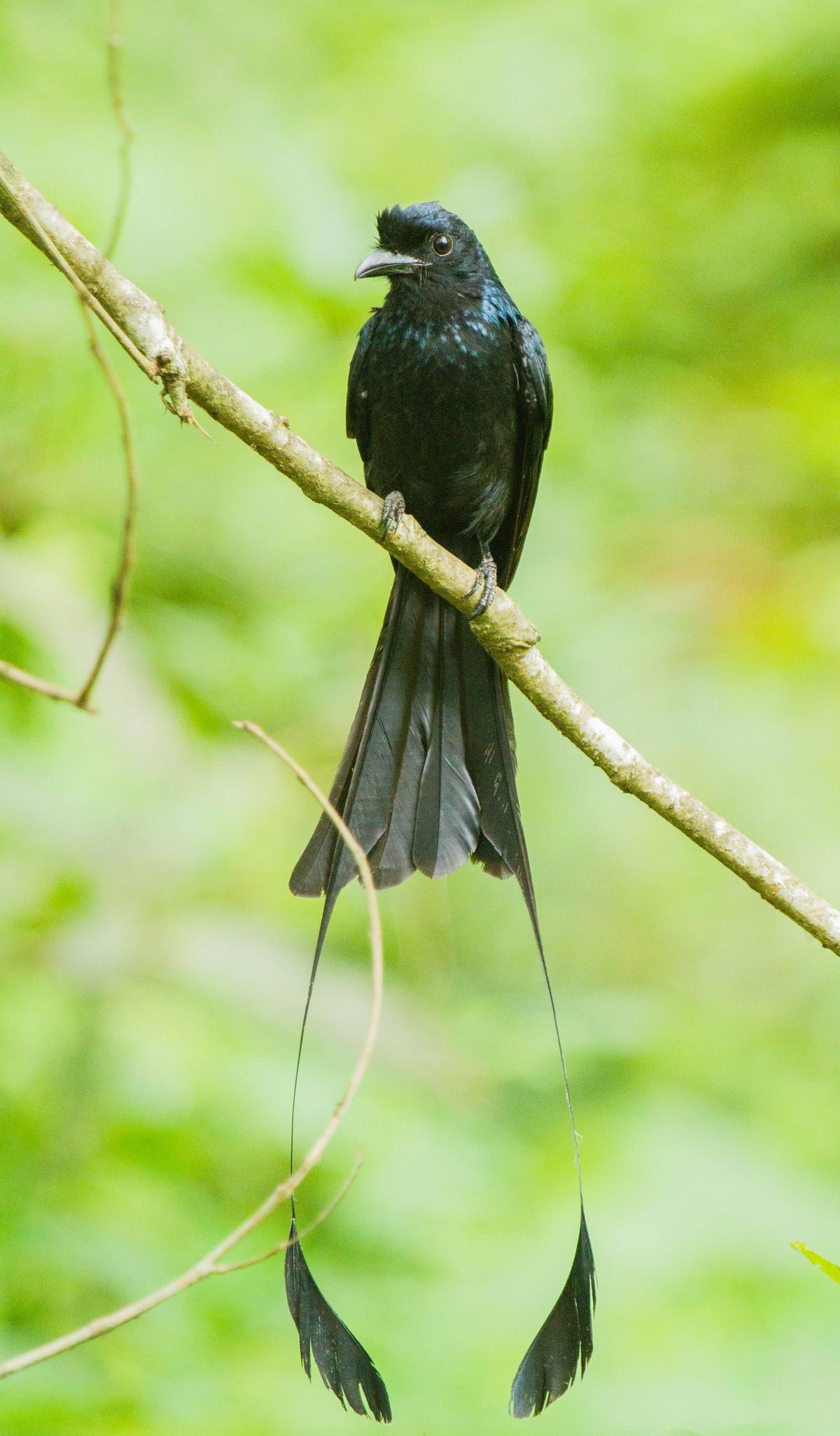 What Bird Makes a Single Chirp: Discover the Mysterious Caller