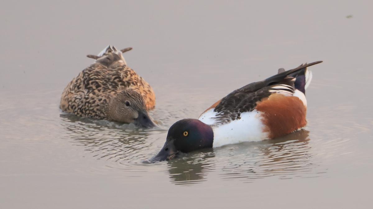 The migratory ducks are ready for their summer home in more ways than one