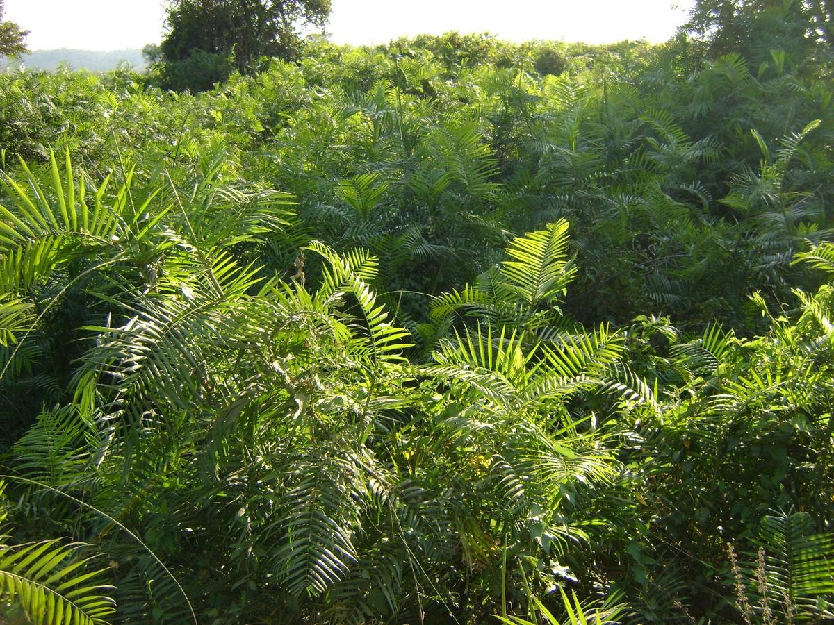 Cane forest at Palampet village of Mulugu district.