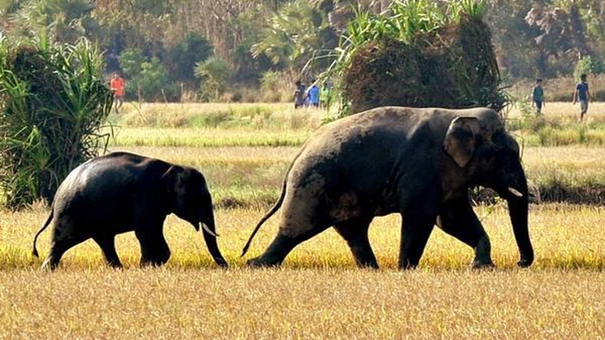 Kerala govt to launch special drive in Athirappilly to tackle rogue elephants posing threat
