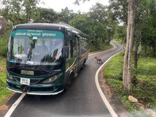 Travel operators urge Karnataka government to resume safaris as livelihoods  hit - The Hindu