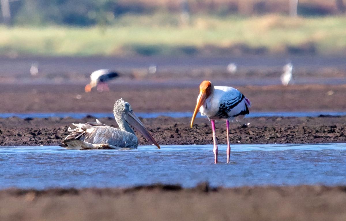Pelican and Painted Stork.