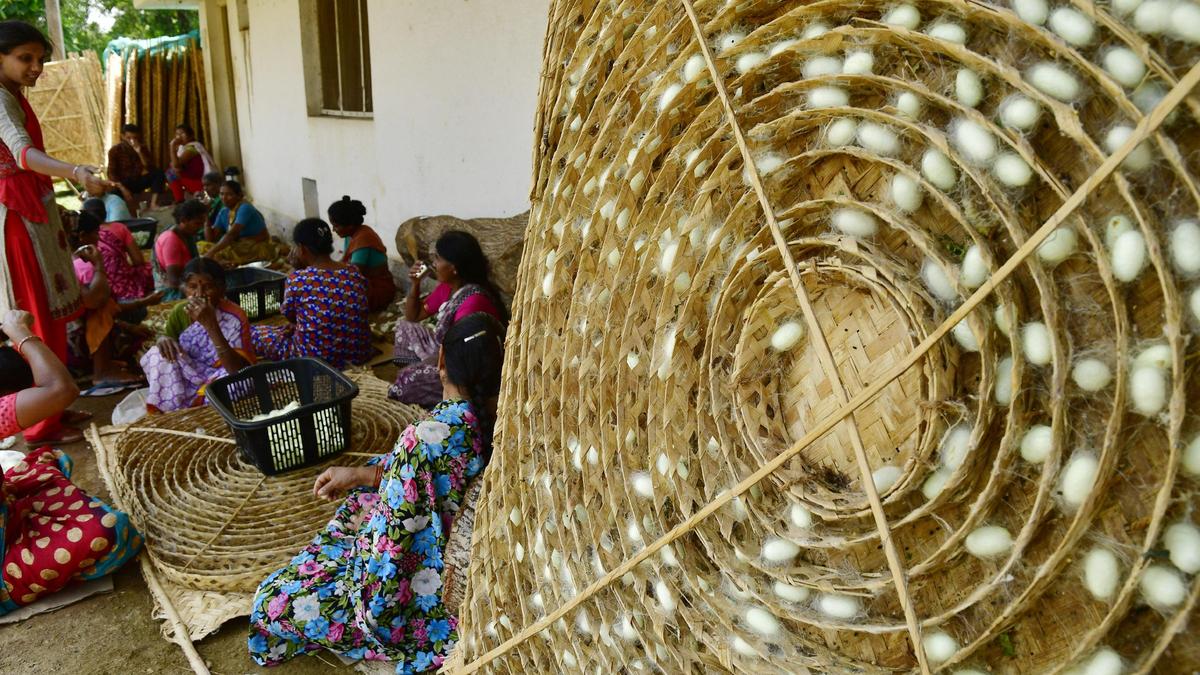 Budget 2026: Transportation subsidy for North Karnataka sericulture farmers doubled to ₹20 per kg