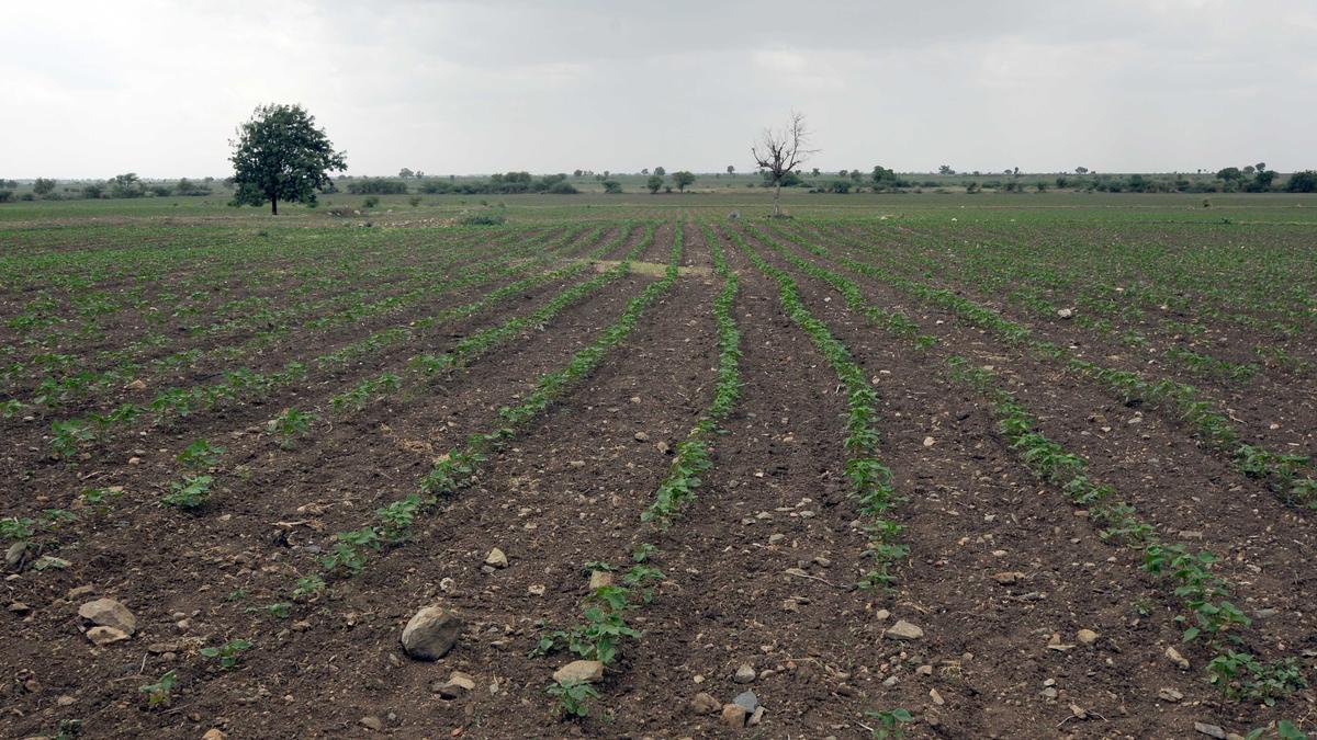 Above-normal pre-monsoon rain triggers agriculture activities in Raichur district of Karnataka