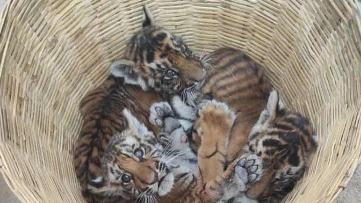 Villagers save four tiger cubs near Atmakur forest in Nandyal district of Andhra Pradesh