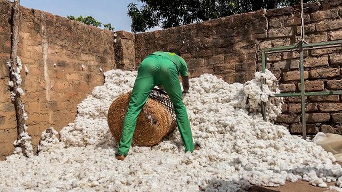 Chad's cotton farmers burned by climate change and false promises