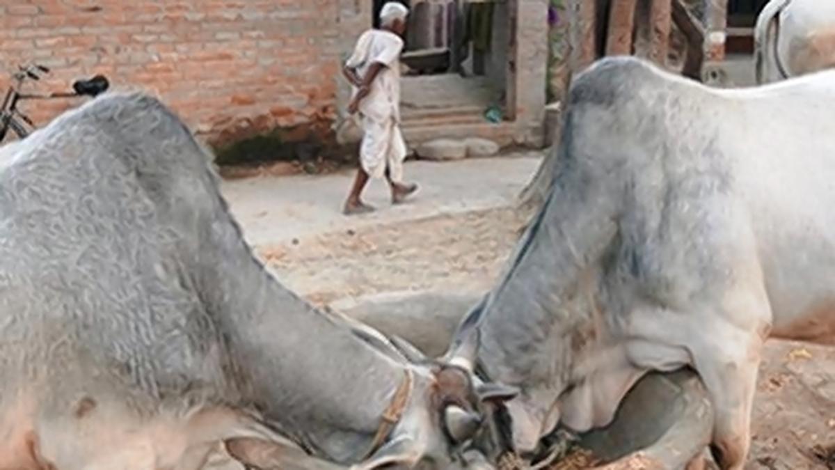 Shahjahanpur administration asks village heads to shelter 10 cattle each to rein in their menace