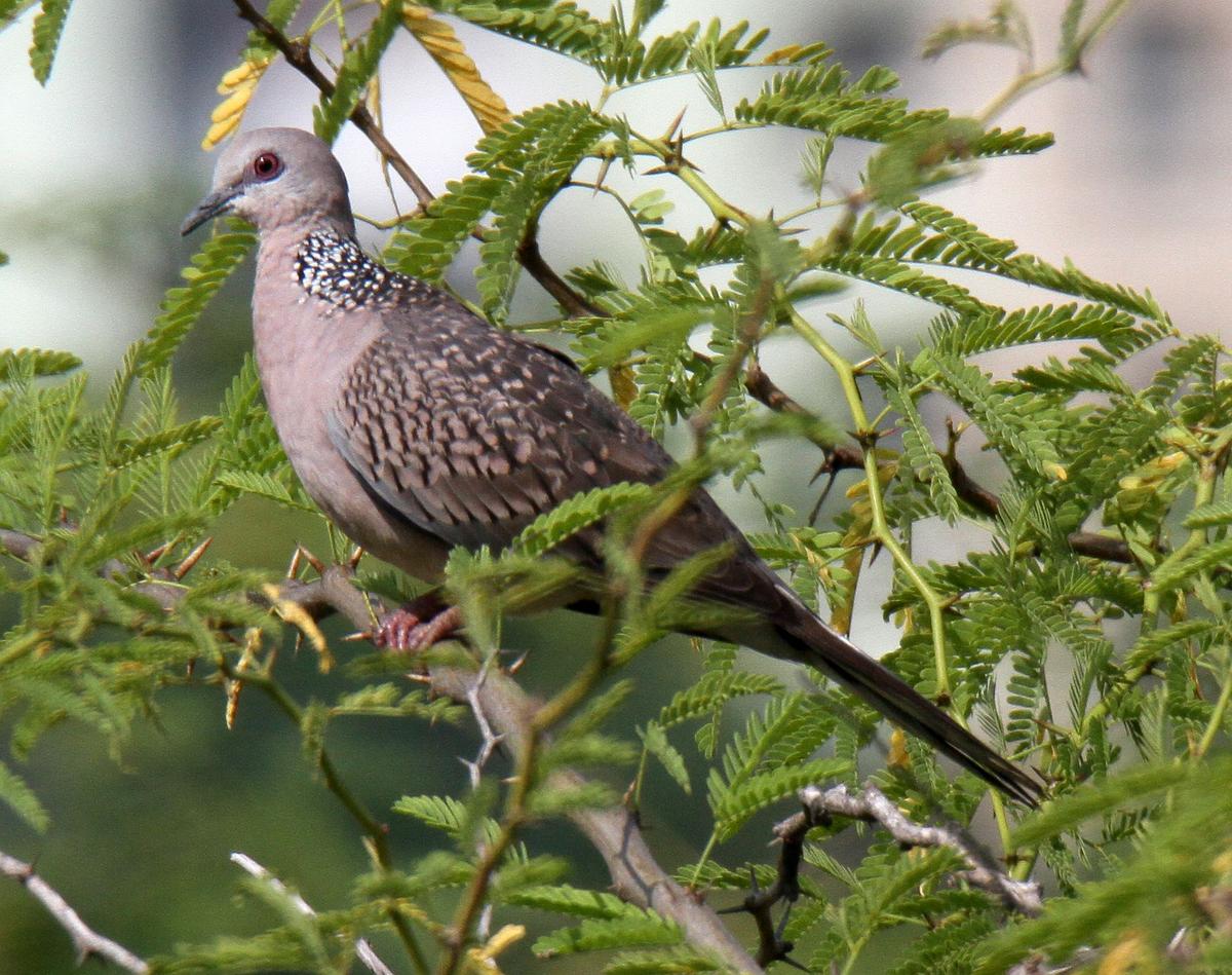 A spotted dove. A spotted dove.