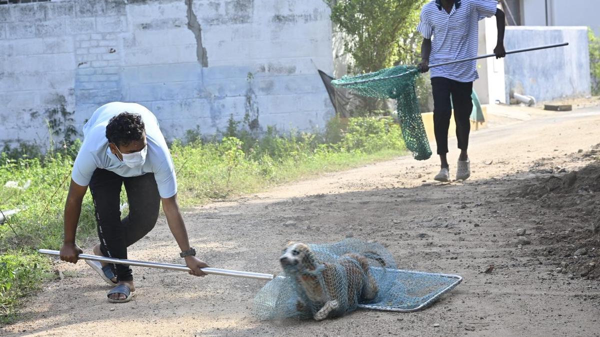 Over 12,500 dogs sterilised and vaccinated in Erode Corporation limits