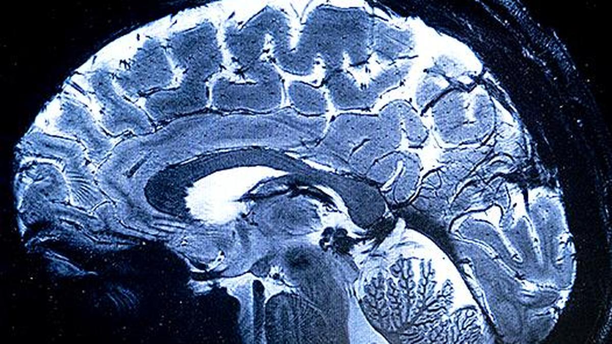 Brain enzyme discovery may open new path to treat neurodegenerative disease