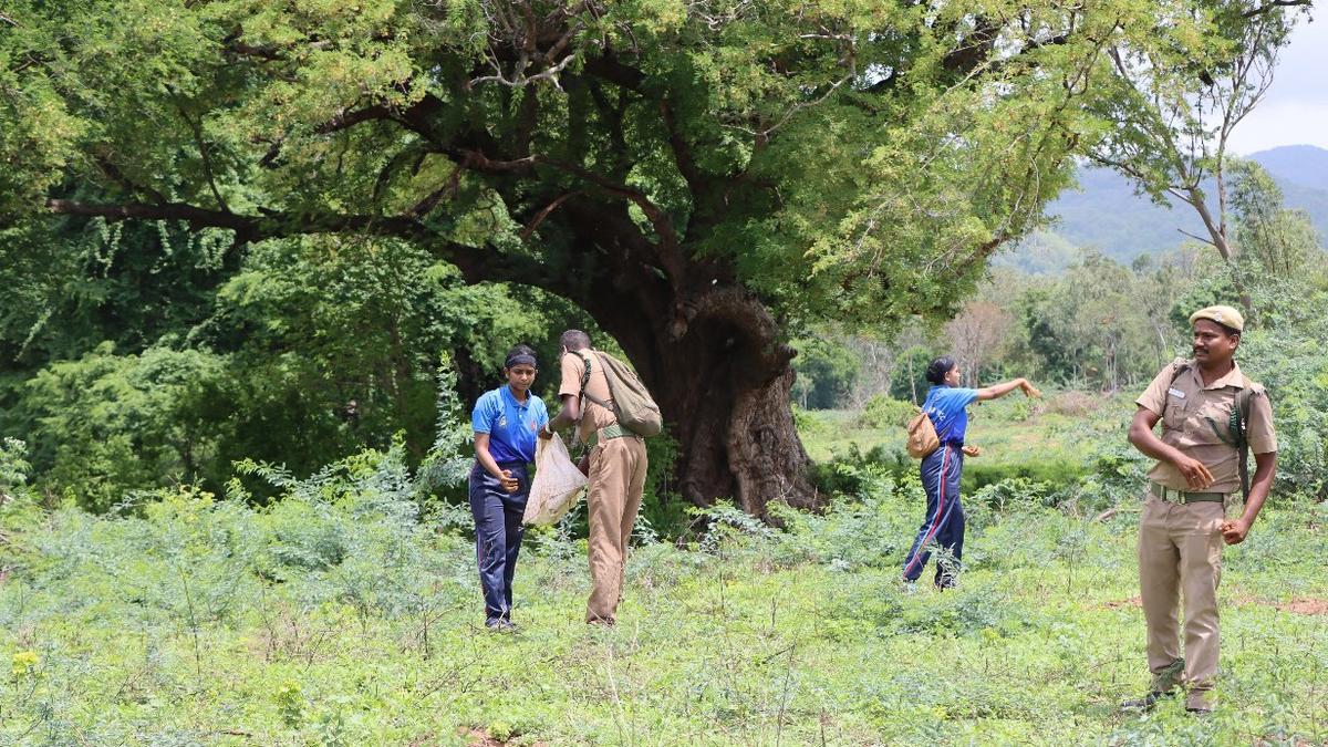 11.5 lakh seed balls dispersed in afforestation drive in Pollachi forest range