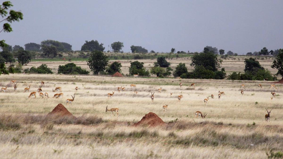 IISc study sheds lights on resilience of blackbucks in face of natural and human-induced challenges