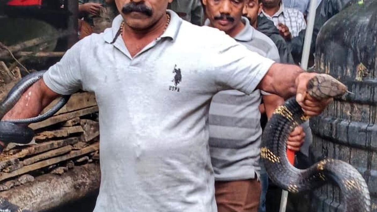 King Cobra captured in Mankulam, released into the wild