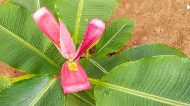 Ornamental bananas as a new crop looks promising