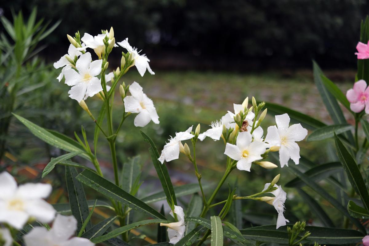 Oleander (arali) 