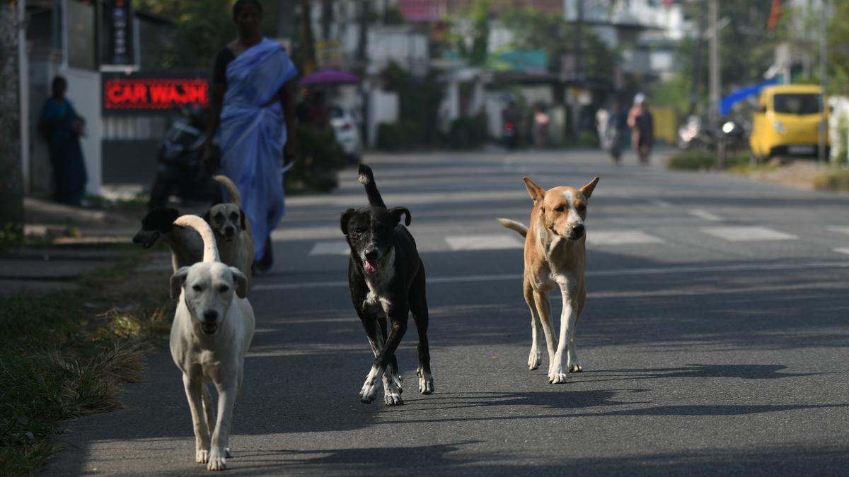 NHRC takes suo motu cognisance of dog menace in Odisha’s cancer hospital