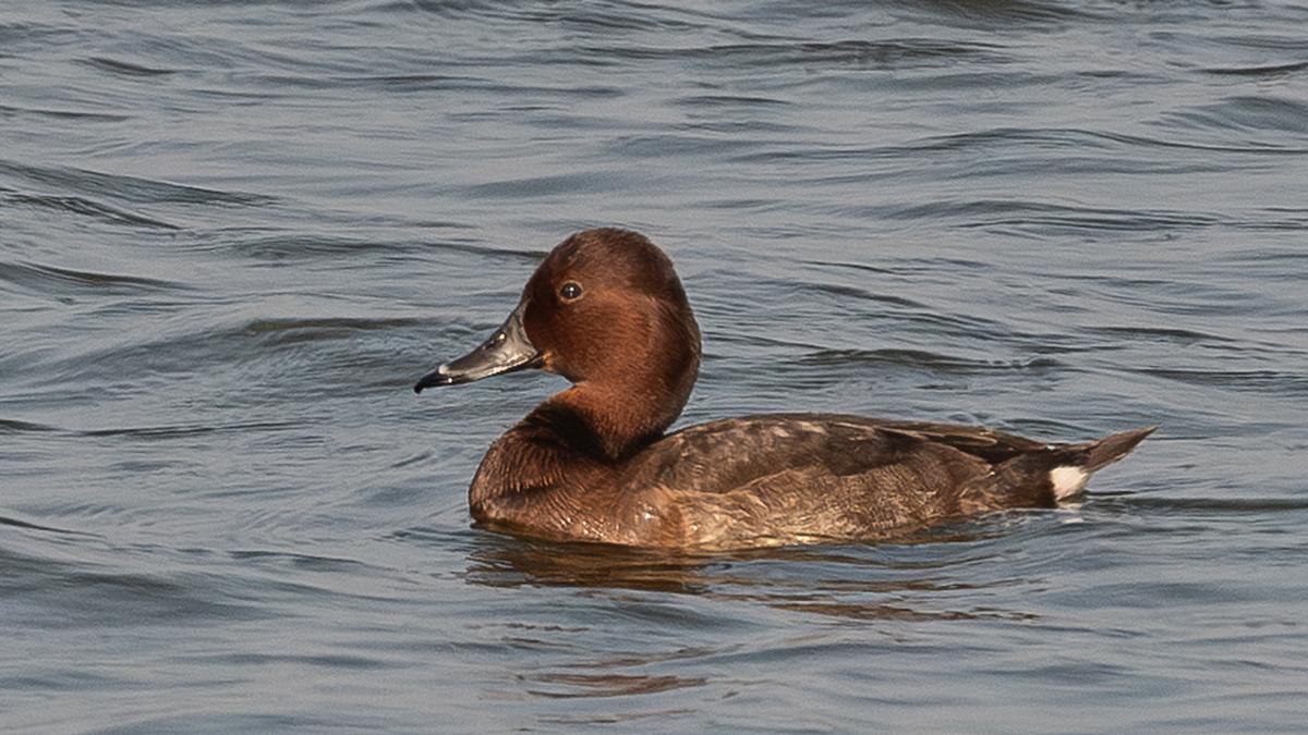 Ferruginous Pochard shows up, and a sleepy village near Chennai comes to life