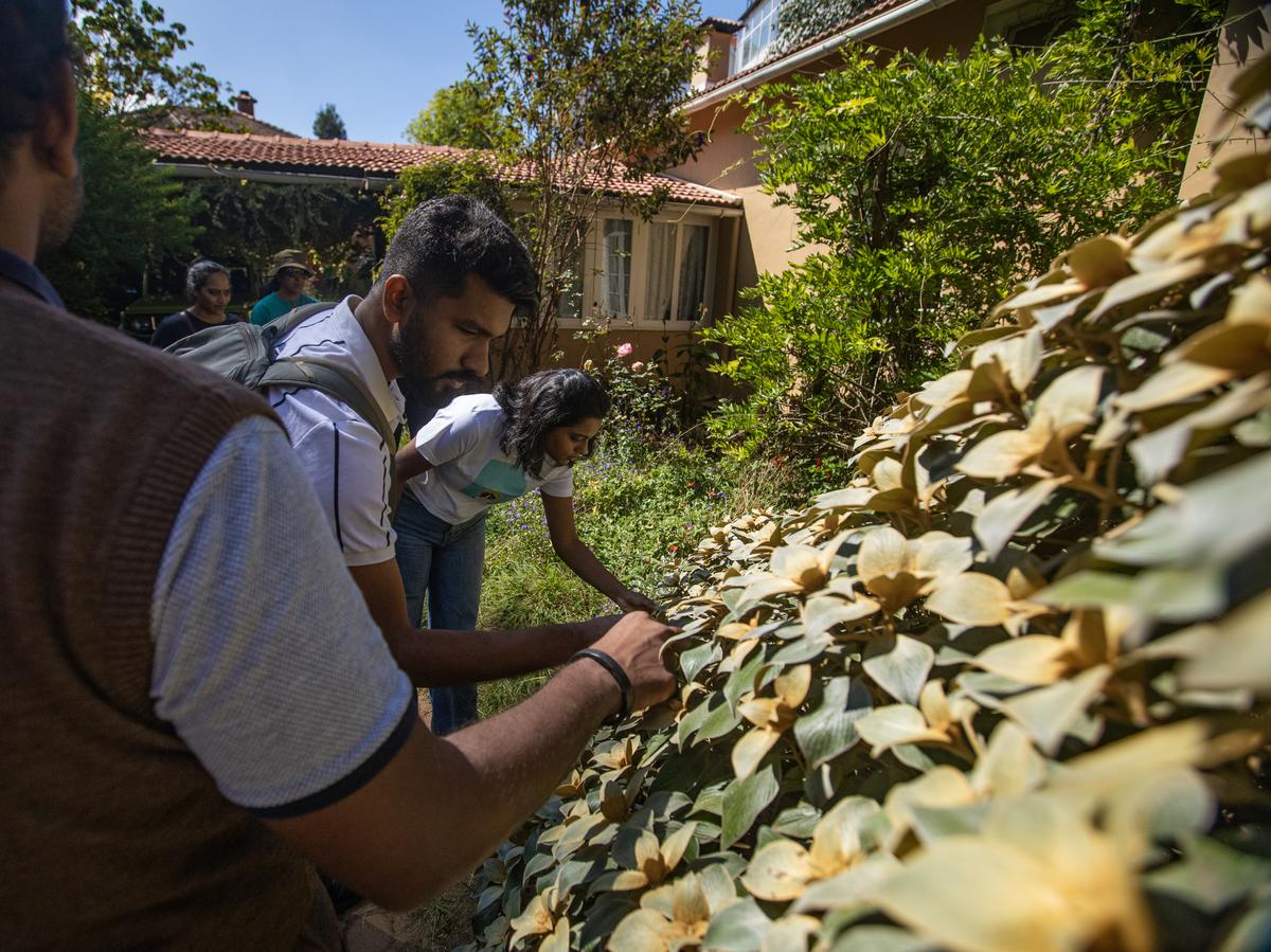 A guided tour of native native shola-grassland species of the Nilgiri Plateau is part of the festival
