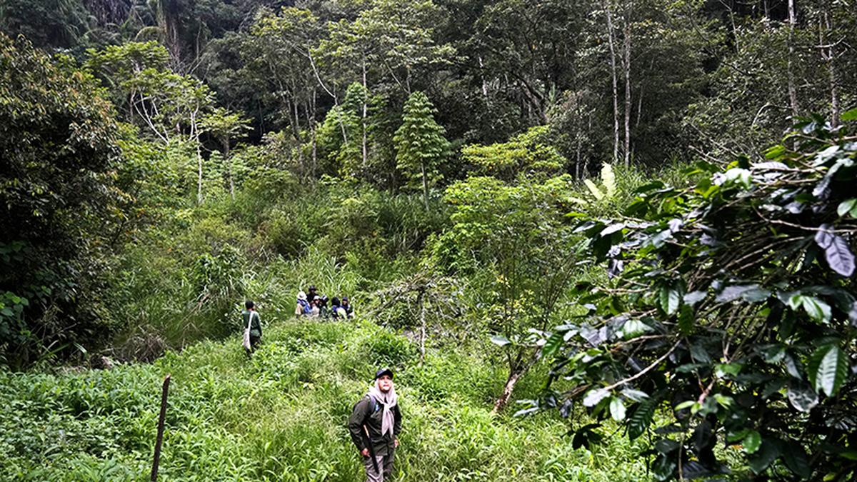 Activists slam 'destructive' Indonesia forest conversion plan