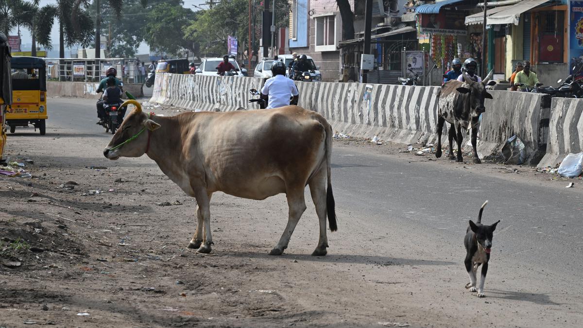 Stray cattle are not just culprits but victims themselves