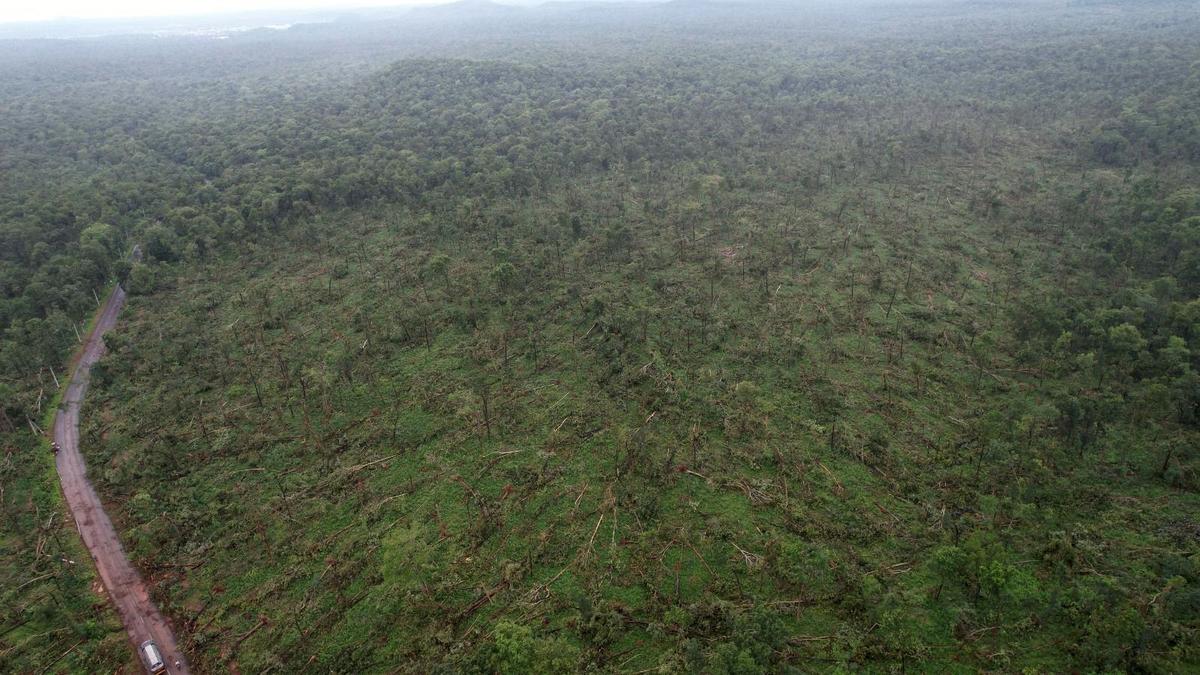 Thousands of forest trees were uprooted in Eturunagaram wildlife sanctuary due to unknown natural phenomenon on September 1, during heavy rain. 