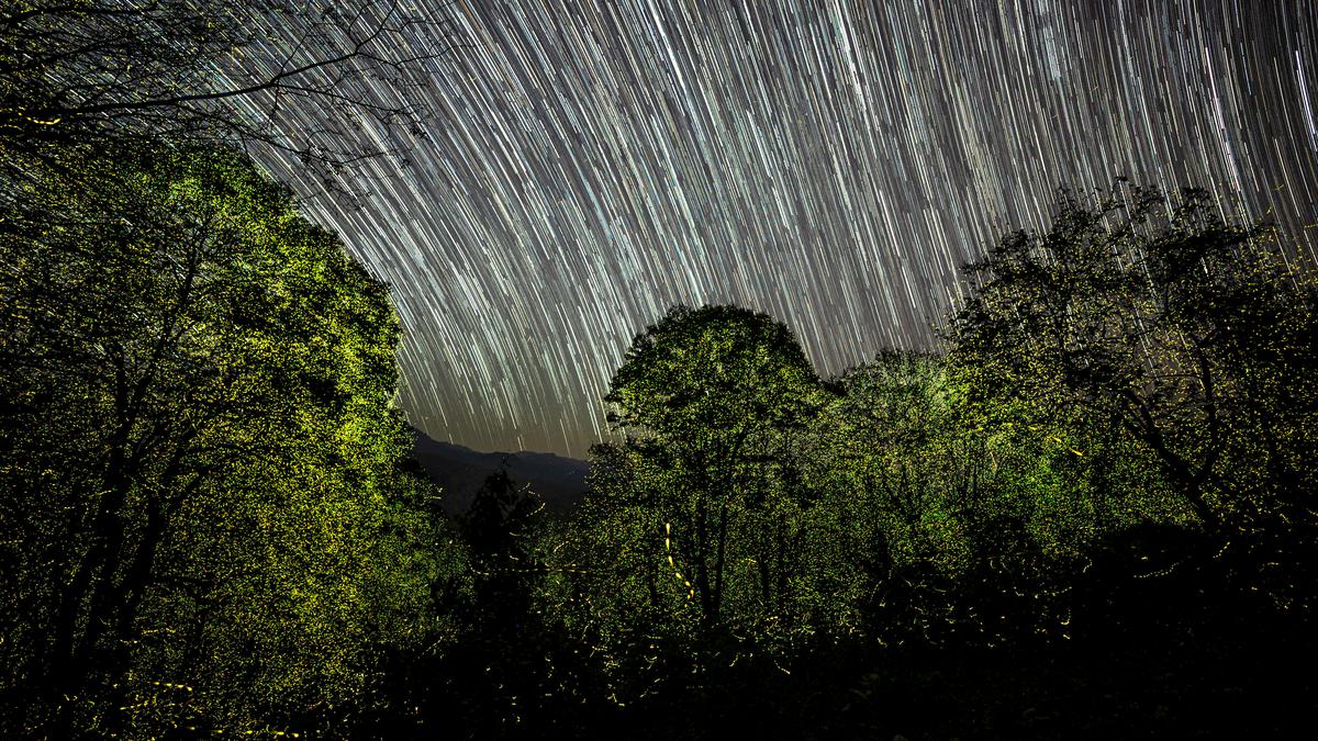 Synchronous lighting by mega congregation of fireflies recorded in another forest range of Anamalai Tiger Reserve