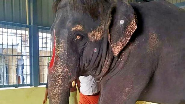 Let Assam team inspect ‘abused’ elephant, Gauhati HC tells Tamil Nadu govt.