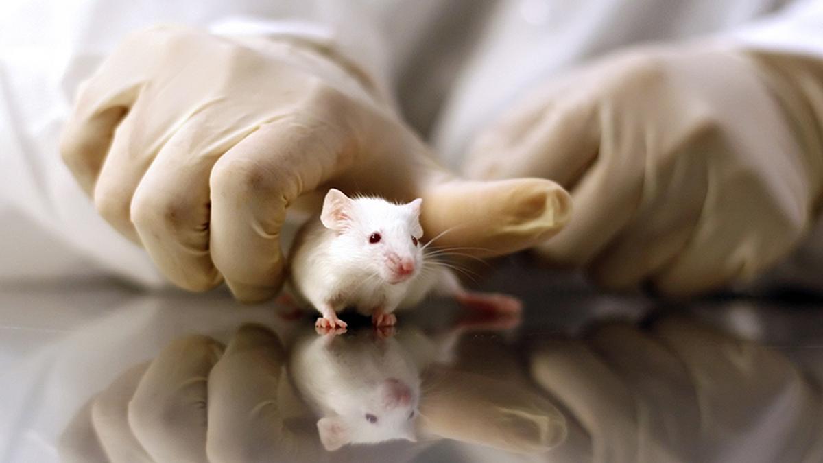 Researchers spot a clue as to why human and mouse genomes overlap
Premium