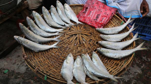 With Bangladesh PM in Delhi, Hilsa arrives in Kolkata’s markets