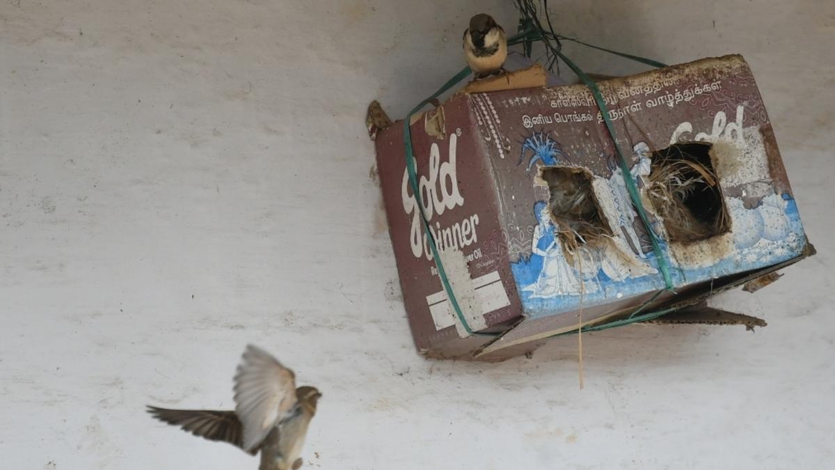Modernisation of Udhagamandalam market | Researchers worry about ways of nesting together urban spaces, sparrow habitats