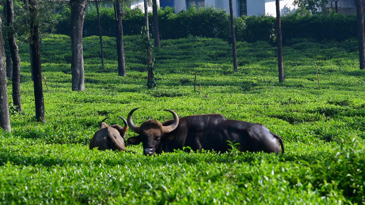 Forest Department in Coimbatore issues guidelines for New Year celebrations at resorts abutting reserve forests