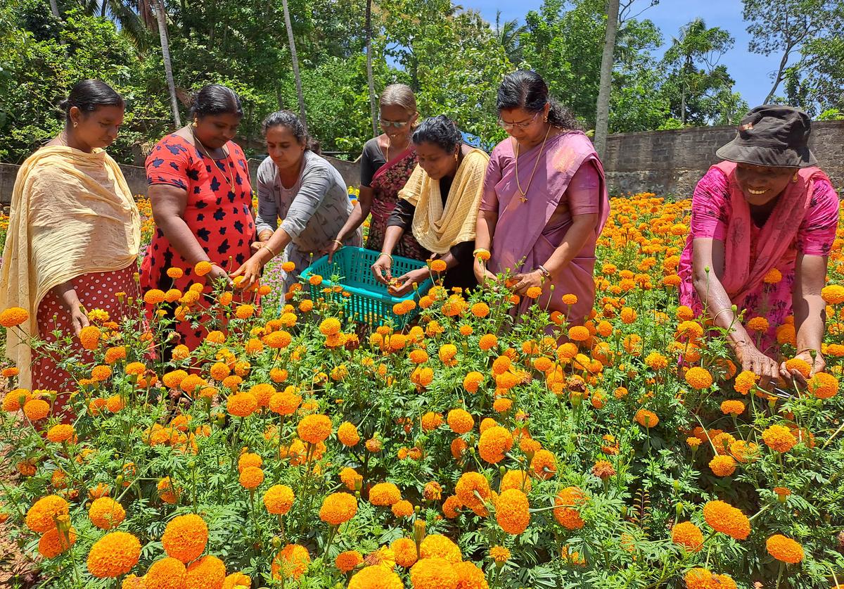 Members of Kudumbashree’s Pournami farming joint liability group harvest flowers with an eye on the Onam market at Panayarakunnu in Balaramapuram grama panchayat in Thiruvananthapuram.