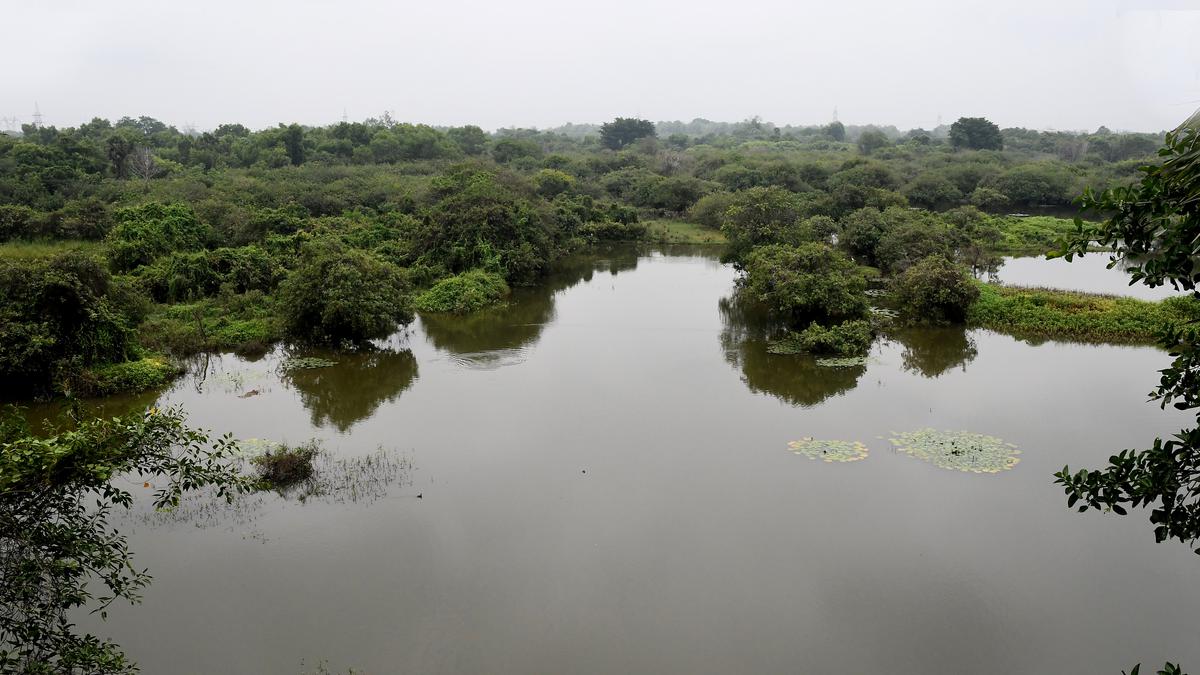 India’s disappearing wetlands: Will the new scheme announced in the Budget help? | In Focus podcast