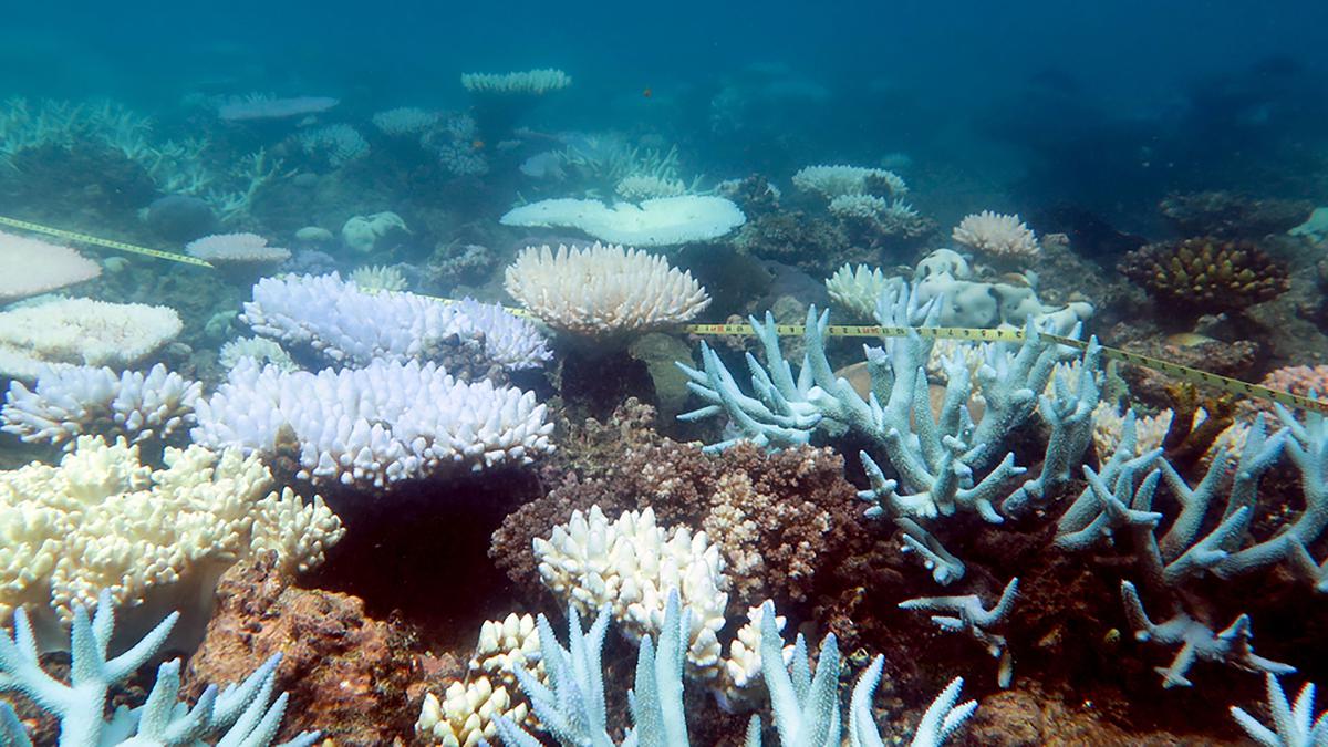 Australia's Great Barrier Reef in grip of 'mass bleaching event'