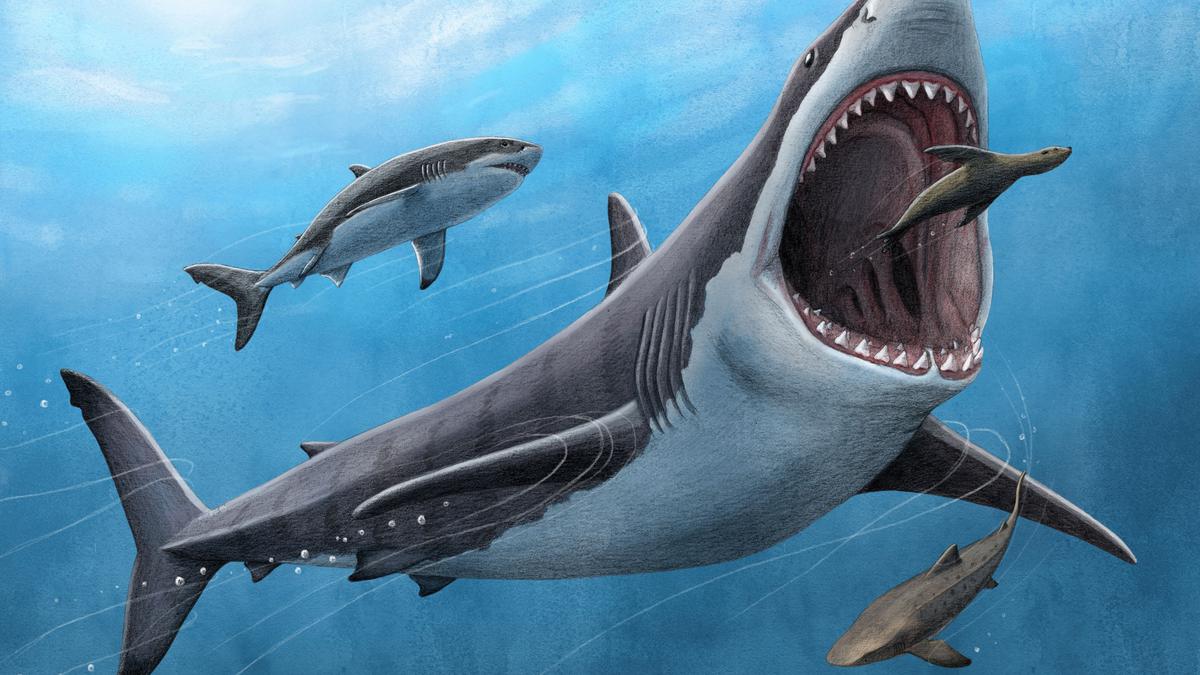 Tooth analysis confirms the megalodon - a huge ancient shark - was warm ...