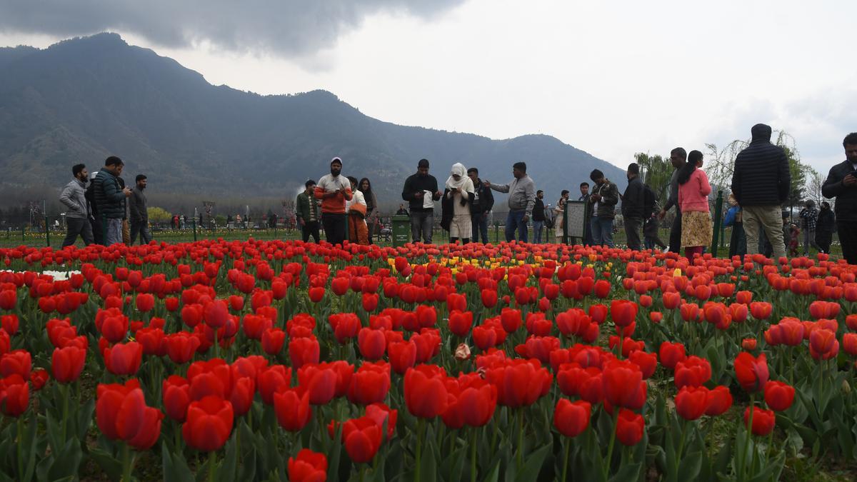 Buoyed by the success of tulip garden in Srinagar, J&K gets more zones that are set to bloom