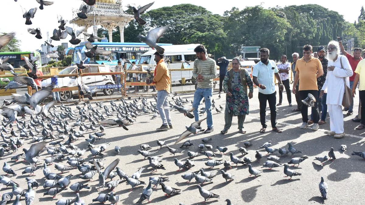 Row over feeding pigeons: Activists turn up with grains near Mysuru palace