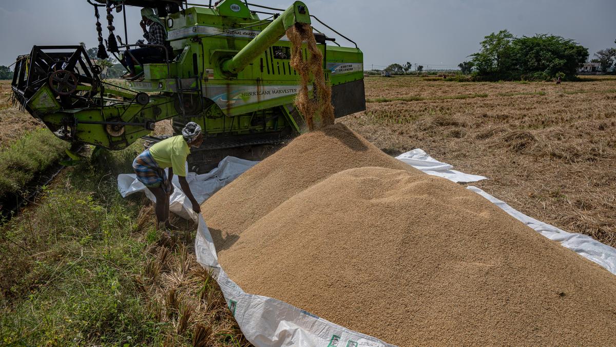 Samba paddy harvest begins in Tiruchi district