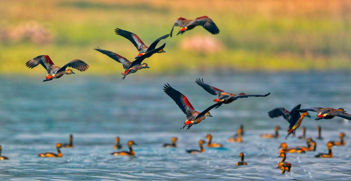 Birds inside the sanctuary Birds inside the sanctuary