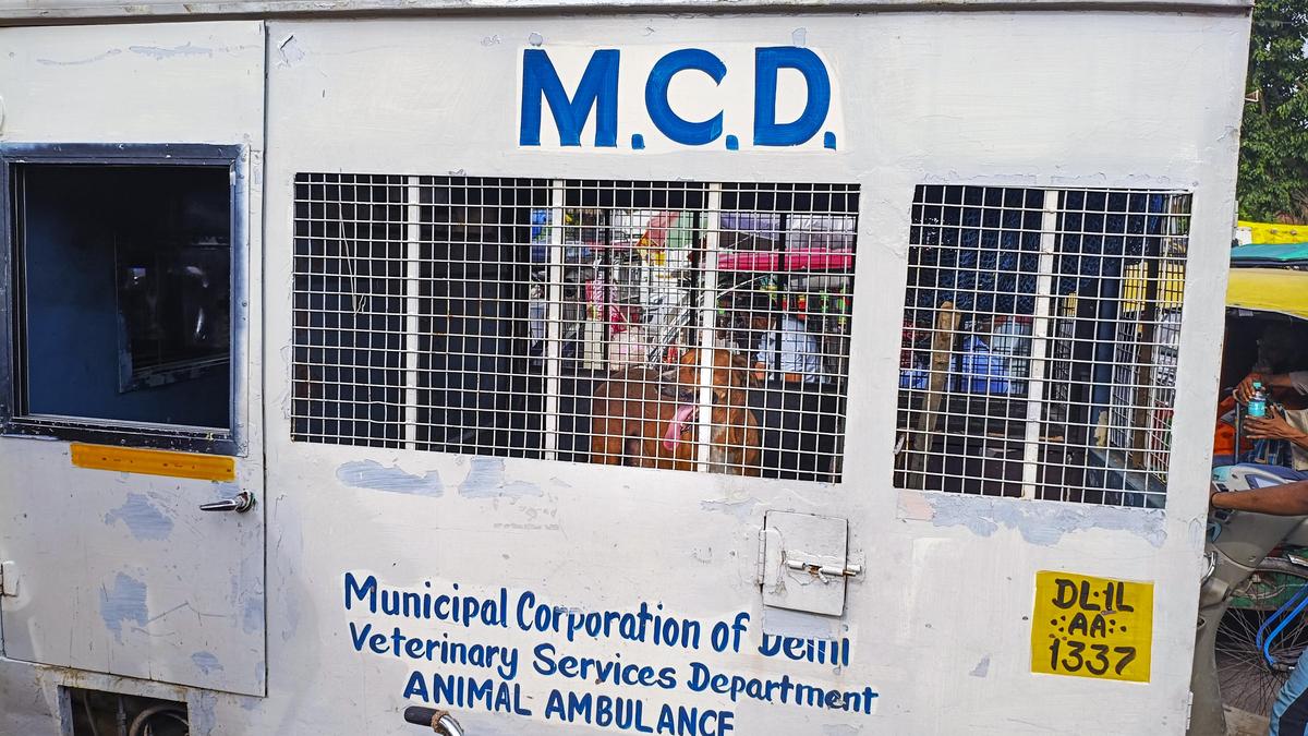 MCD appoints 1,577 nodal officers to secure its schools, hospitals from stray dogs - The Hindu by Authors