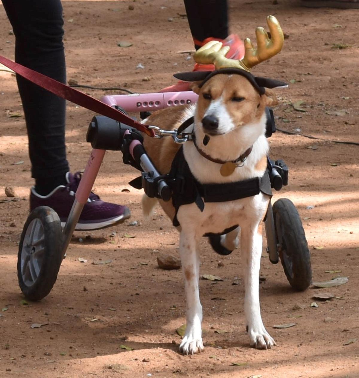 The CJ Memorial Trust organized models to take part in the celebration of “Santa Bow Wow-2019” a dog festival at Cubbon Park in 2019
