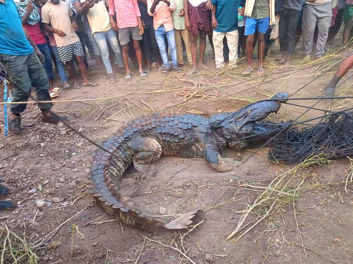 Nandyal forest officials rescue 10-foot-long crocodile from open well at  Panyam - The Hindu