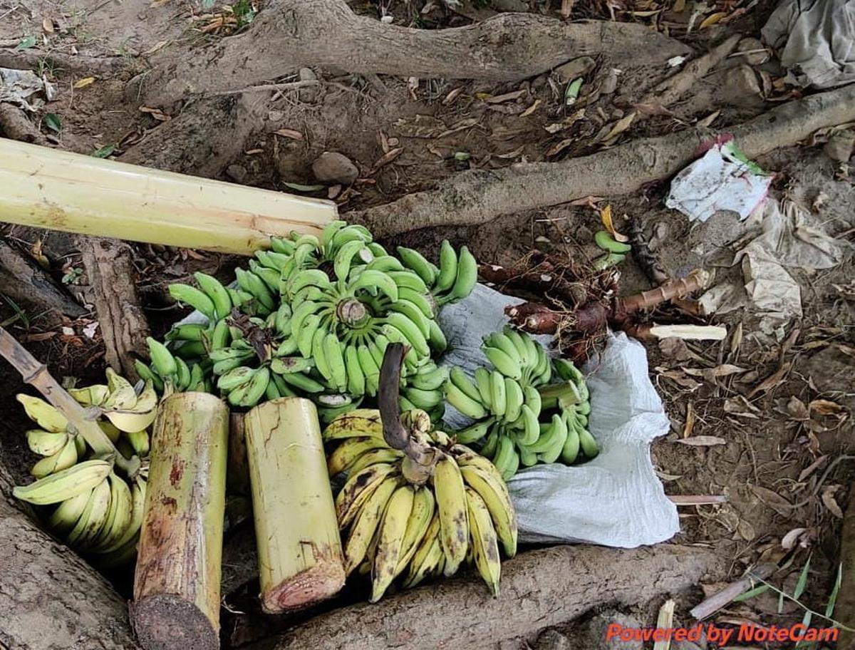 Bananas and banana stems stored by the Tamil Nadu Forest Department staff to be given to the injured makhna when it moves to the banks.