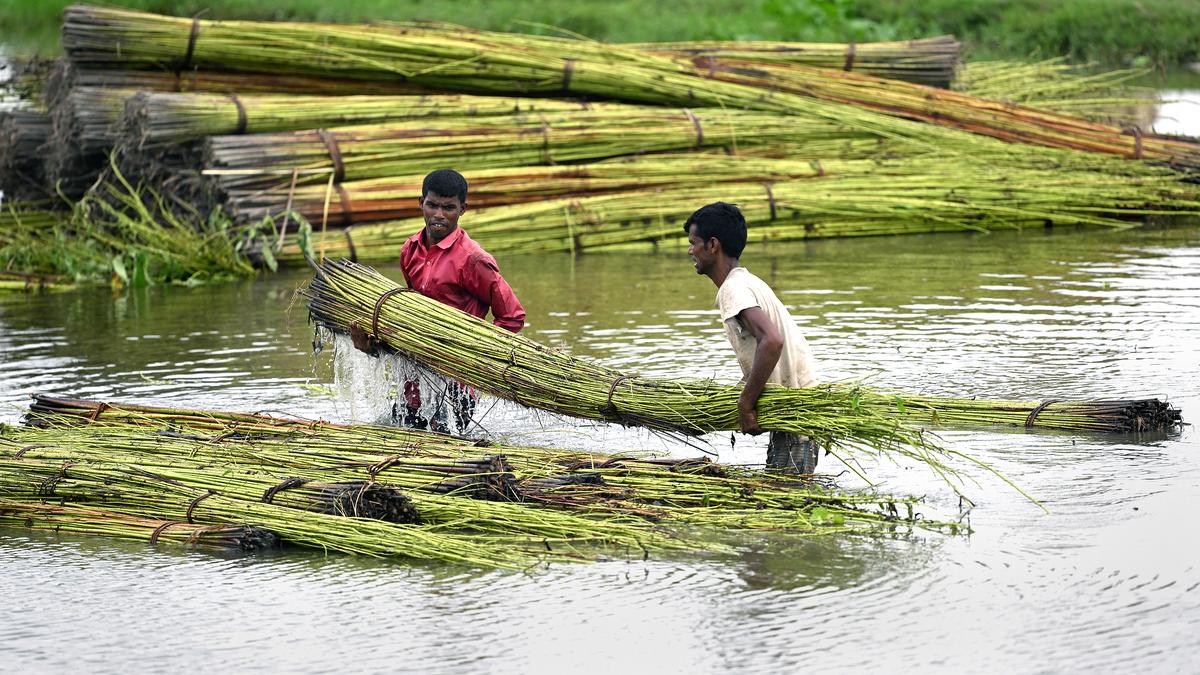 In Frames: Jute — the golden fibre