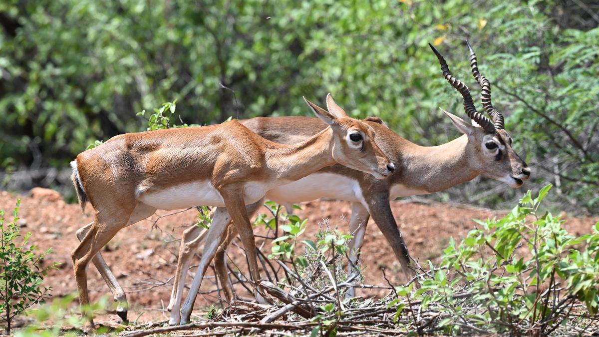 https://th-i.thgim.com/public/incoming/b6l3ff/article70286716.ece/alternates/LANDSCAPE_1200/SATHYAMANGALAM%20RESERVE%20FOREST%20BLACK%20BUCKS%20DEER_15.jpg