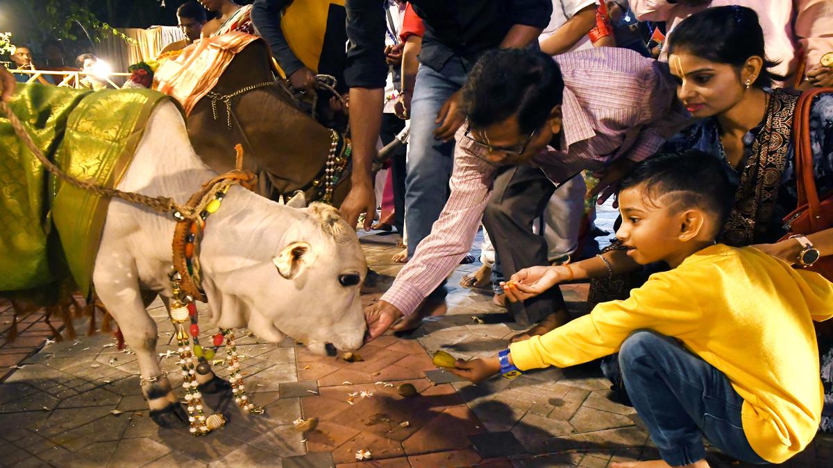 Go Puja, Govardhan Puja celebrated with traditional fervour in ...