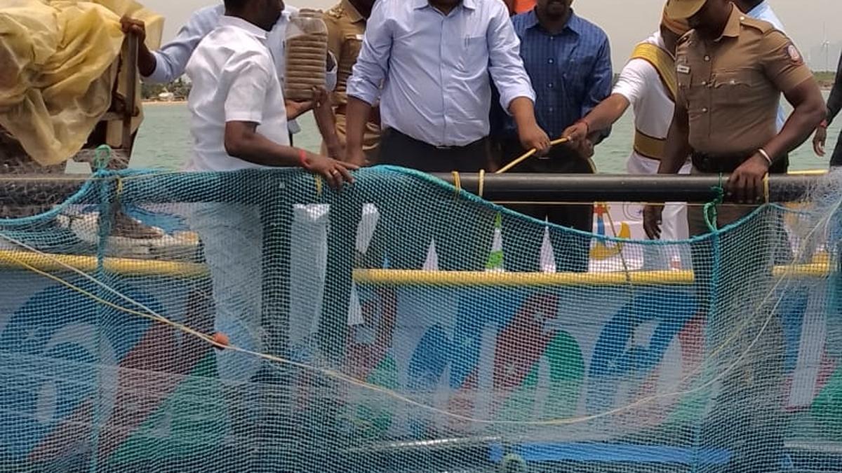 Tirunelveli Collector inspects open sea cage fish farming The Hindu