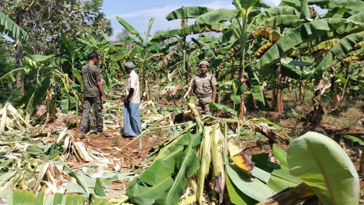 Erode Forest Department continues to track wild elephant Karuppan in Thattakarai forest range