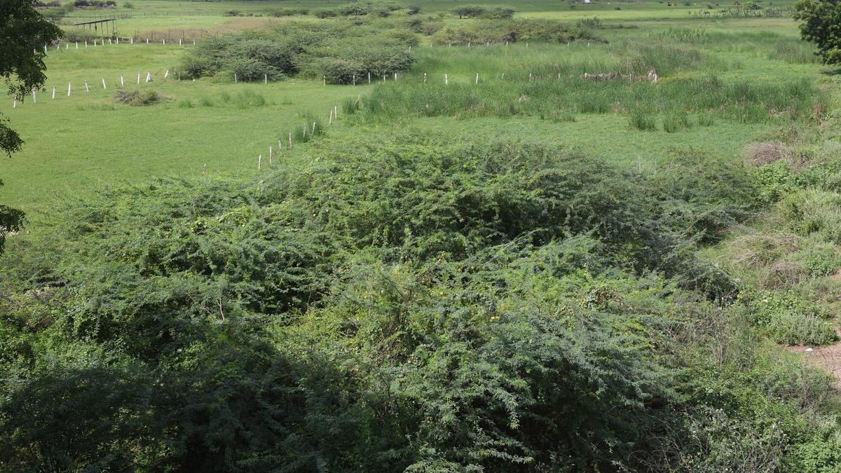 Poor storage level in dams deters farmers from raising paddy during ‘pisanam’ season